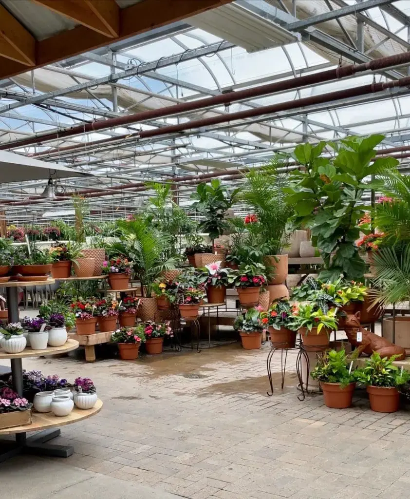 Tonkadale greenhouse interior with plants and tables